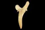 Pathological Sand Tiger Shark (Striatolamia) Tooth - Morocco #103610-1